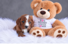 Cute Cavapoo Baby