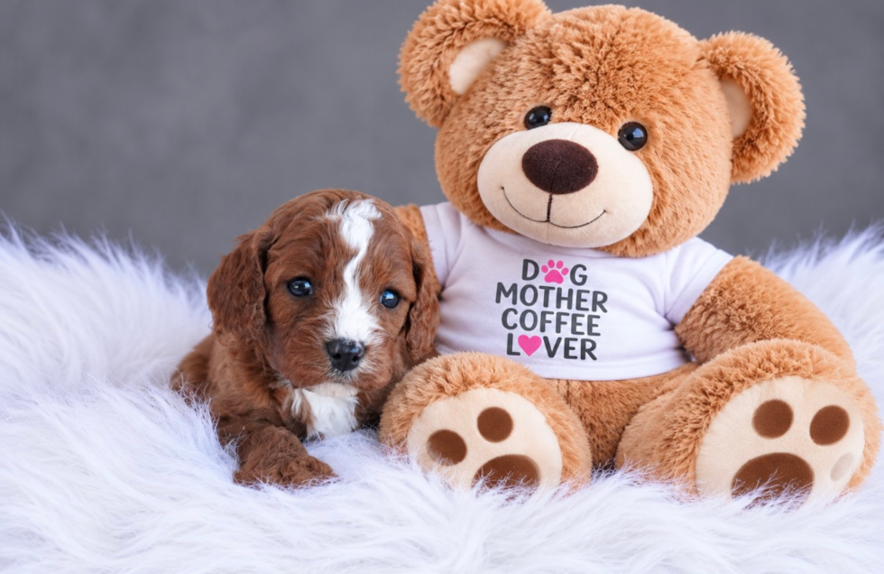 Cute Cavapoo Baby