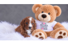 Cute Cavadoodle Poodle Mix Puppy