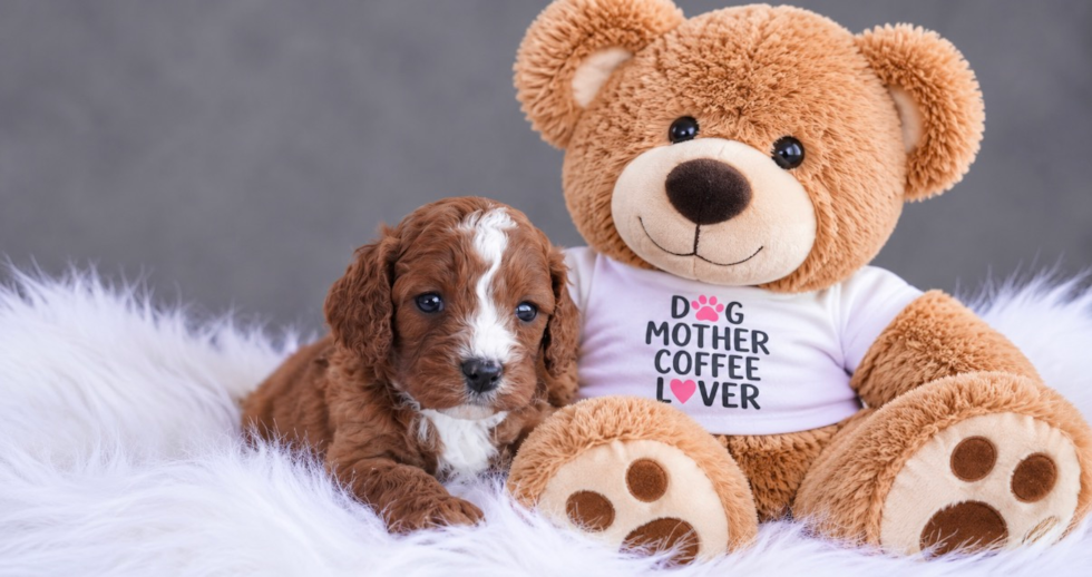 Cute Cavadoodle Poodle Mix Puppy