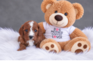 Cavapoo Puppy for Adoption