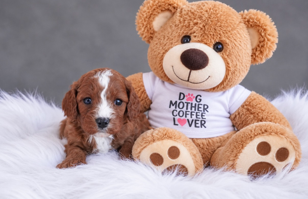 Cavapoo Puppy for Adoption