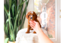 Cute Cavapoo Baby