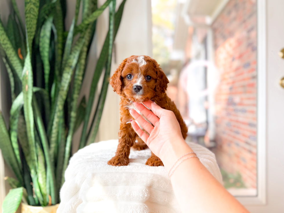 Cute Cavapoo Baby