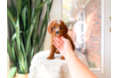 Cute Cavapoodle Poodle Mix Puppy