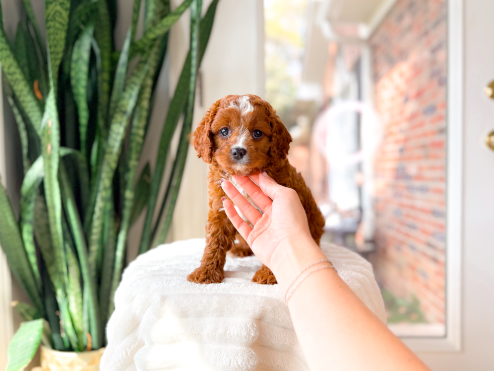 Cute Cavapoodle Poodle Mix Puppy