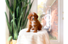 Cute Cavapoo Poodle Mix Pup