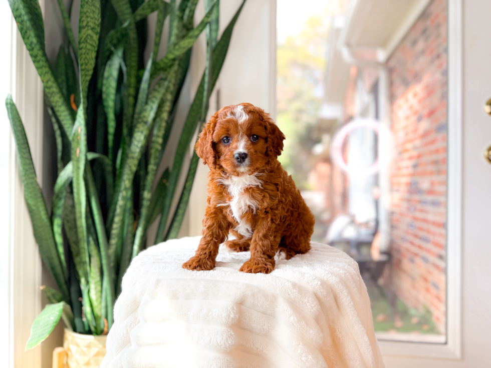 Cute Cavapoo Poodle Mix Pup