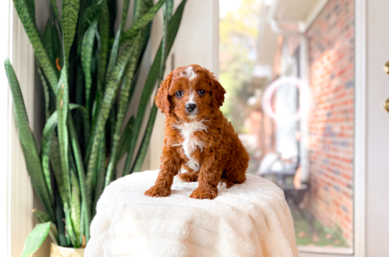 Cute Cavapoo Poodle Mix Pup