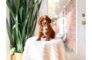 Cute Cavapoo Poodle Mix Pup