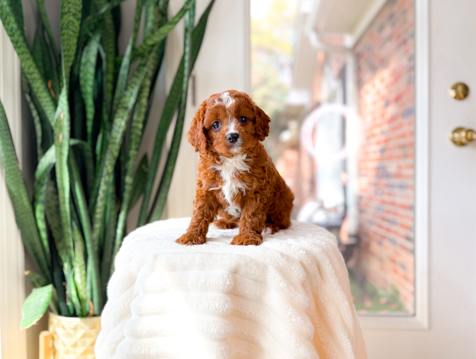 Cute Cavapoo Poodle Mix Pup