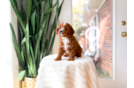 Best Cavapoo Baby