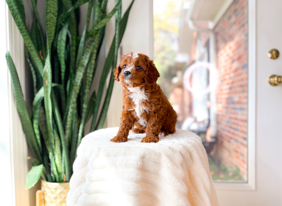 Best Cavapoo Baby