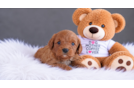 Cavapoo Pup Being Cute