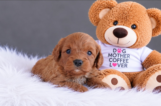 Cavapoo Pup Being Cute