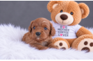 Cute Cavalier King Charles Spaniel and Poodle Mix Poodle Mix Puppy