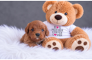 Cute Cavapoo Baby