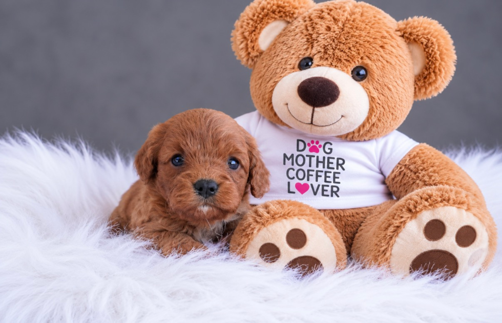 Cute Cavapoo Baby