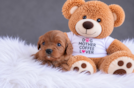 Cute Cavapoo Baby