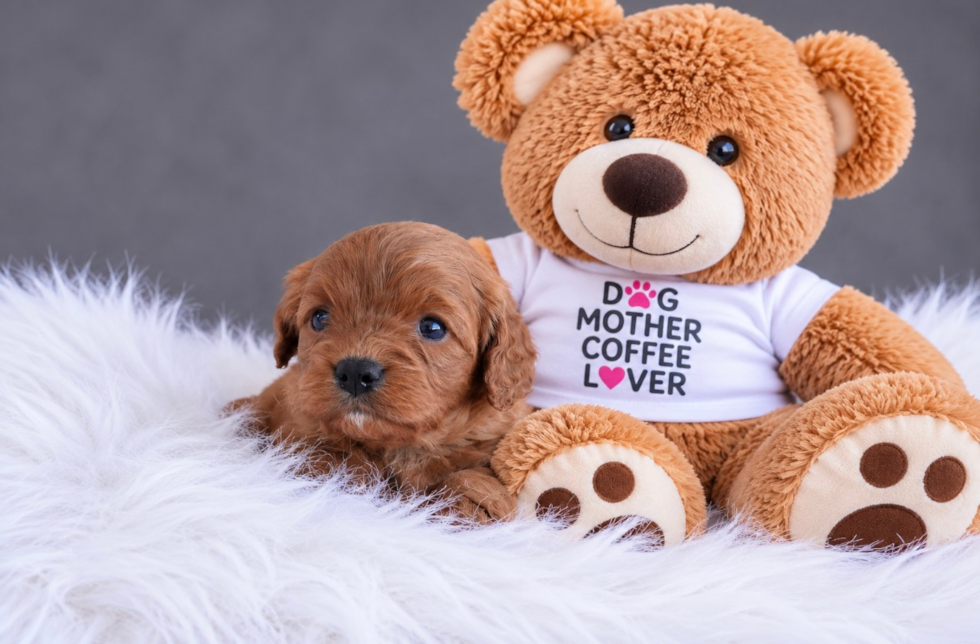 Cute Cavapoo Baby