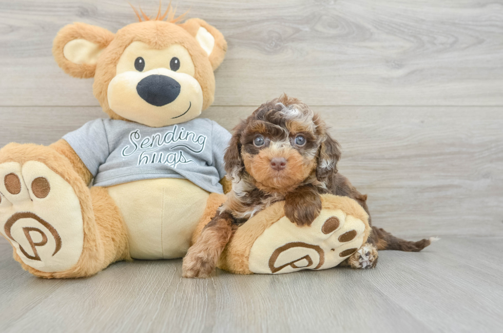 6 week old Cavapoo Puppy For Sale - Simply Southern Pups
