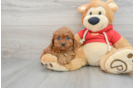 Cute Cavapoo Baby