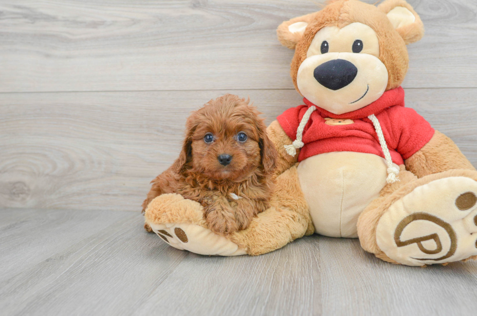 7 week old Cavapoo Puppy For Sale - Simply Southern Pups