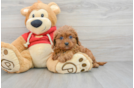 Cavapoo Puppy for Adoption