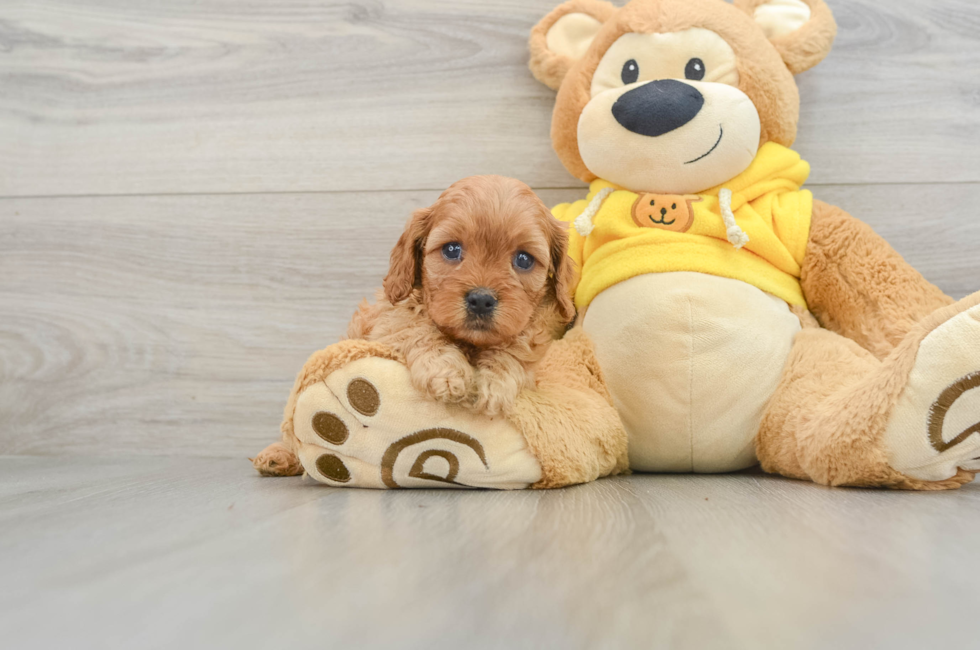 5 week old Cavapoo Puppy For Sale - Simply Southern Pups