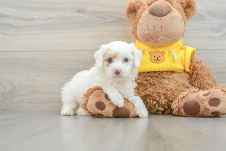 Cavapoo Puppy for Adoption