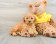 9 week old Cavapoo Puppy For Sale - Simply Southern Pups