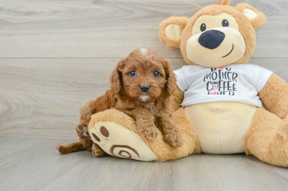 6 week old Cavapoo Puppy For Sale - Simply Southern Pups