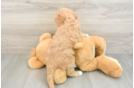 Funny Cavapoo Poodle Mix Pup