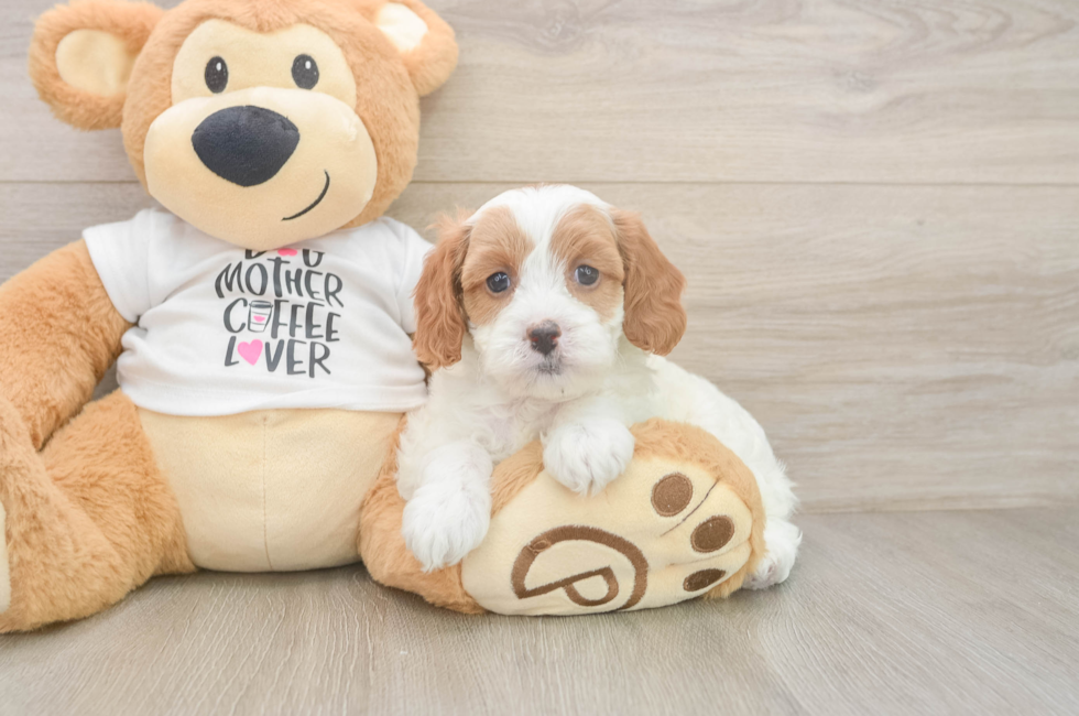 6 week old Cavapoo Puppy For Sale - Simply Southern Pups