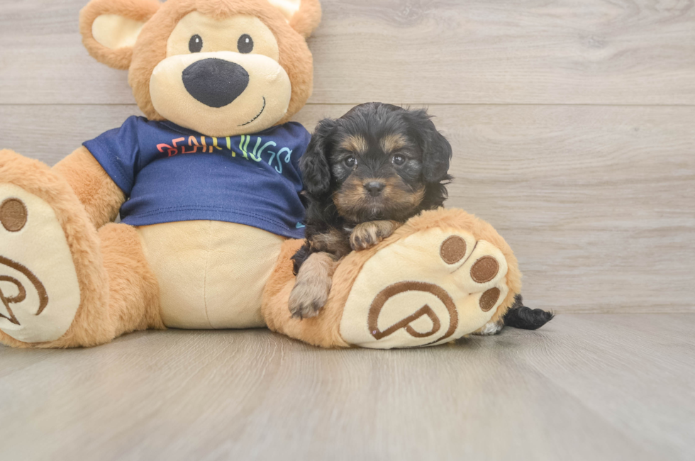 5 week old Cavapoo Puppy For Sale - Simply Southern Pups