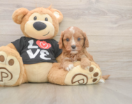 7 week old Cavapoo Puppy For Sale - Simply Southern Pups