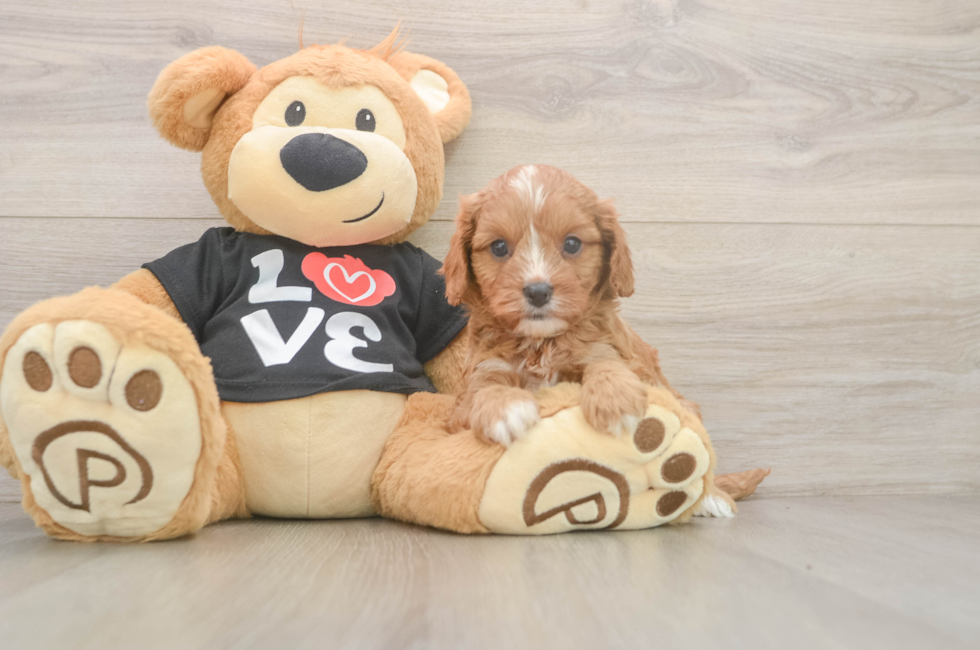 5 week old Cavapoo Puppy For Sale - Simply Southern Pups