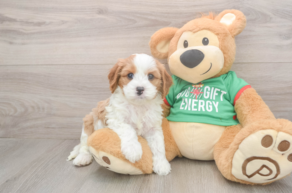 5 week old Cavapoo Puppy For Sale - Simply Southern Pups