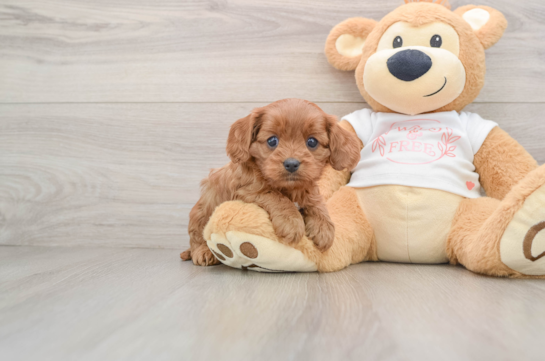 Cavapoo Pup Being Cute