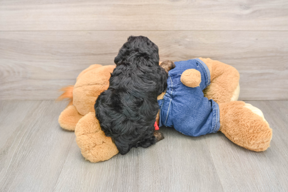Cute Cavapoo Baby