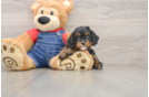 Adorable Cavalier King Charles Spaniel and Poodle Mix Poodle Mix Puppy
