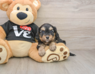 7 week old Cavapoo Puppy For Sale - Simply Southern Pups