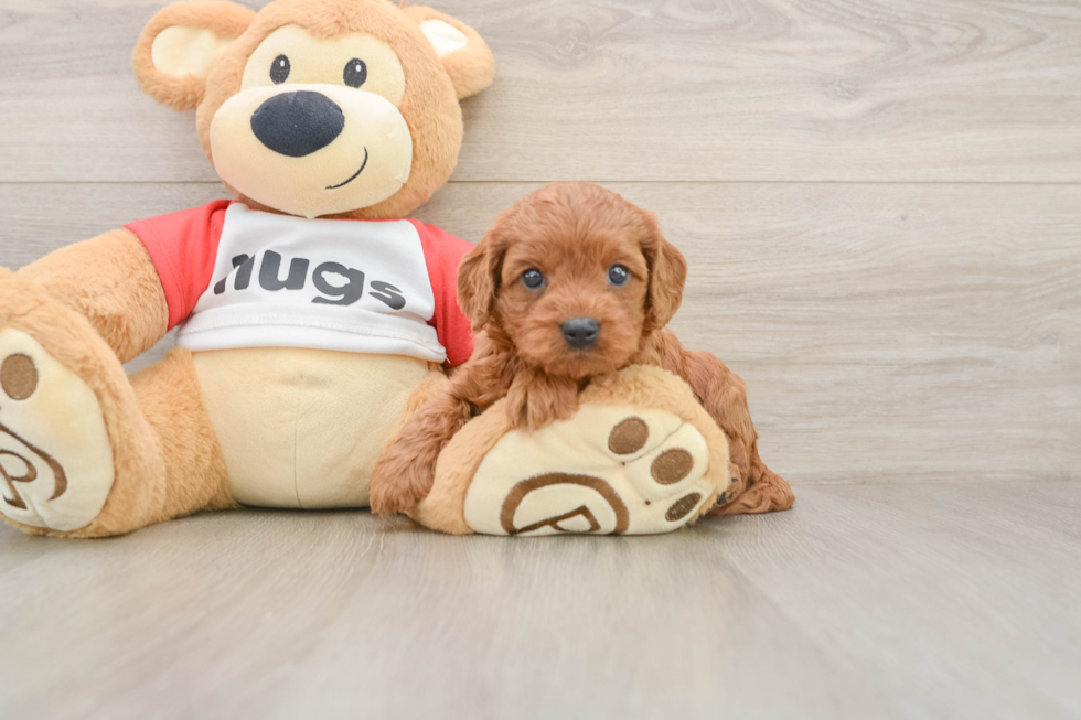 Cavapoo Pup Being Cute