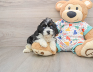 8 week old Cavapoo Puppy For Sale - Simply Southern Pups