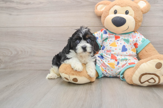 Best Cavapoo Baby