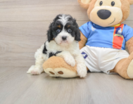 7 week old Cavapoo Puppy For Sale - Simply Southern Pups
