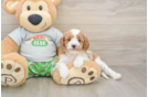 Best Cavapoo Baby
