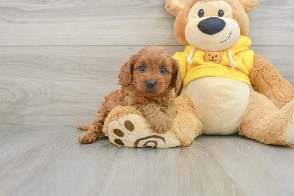 Happy Cavapoo Baby