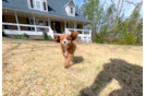 Cute Cavapoo Baby