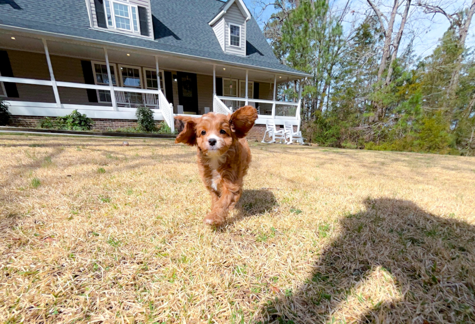 Cute Cavapoo Baby